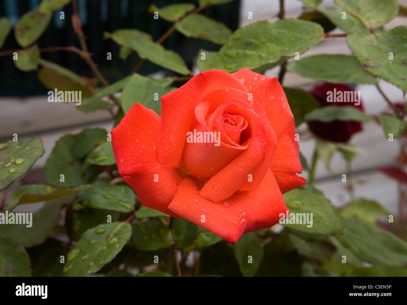 Une rose rouge dans un jardin après une tempête de pluie Banque D'Images