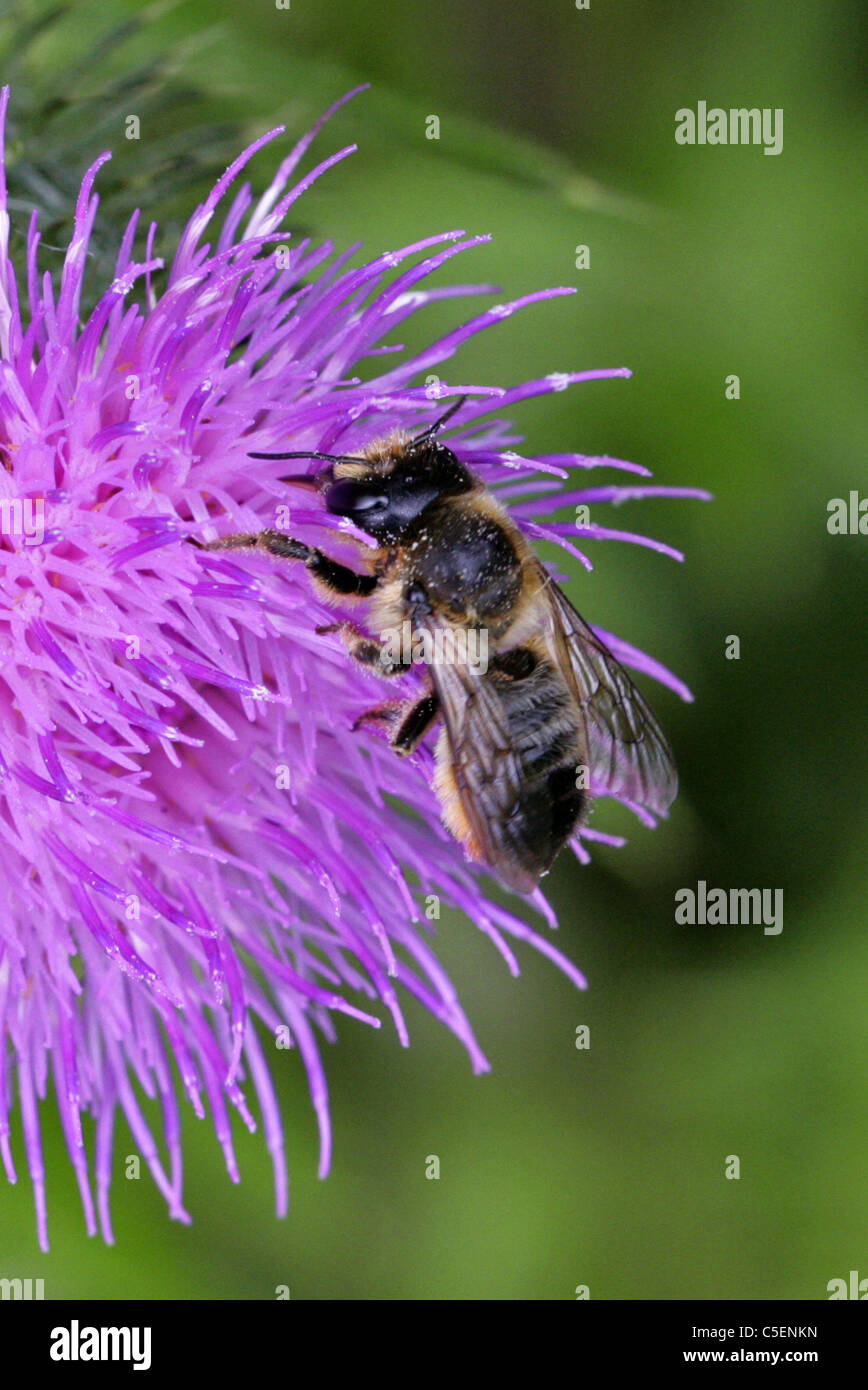 L'abeille découpeuse de patchwork, Megachile centuncularis, Megachilidae, Apoidea, Apocrita, Hyménoptères. Banque D'Images