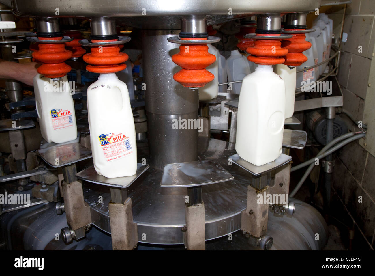Le chauffeur de l'entreprise de l'usine d'embouteillage du lait à Burley, Idaho, USA. Banque D'Images