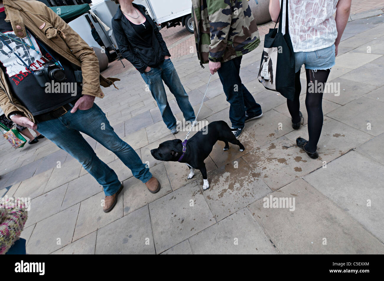 Staffordshire Bull Terrier chien avec group standing in street Banque D'Images