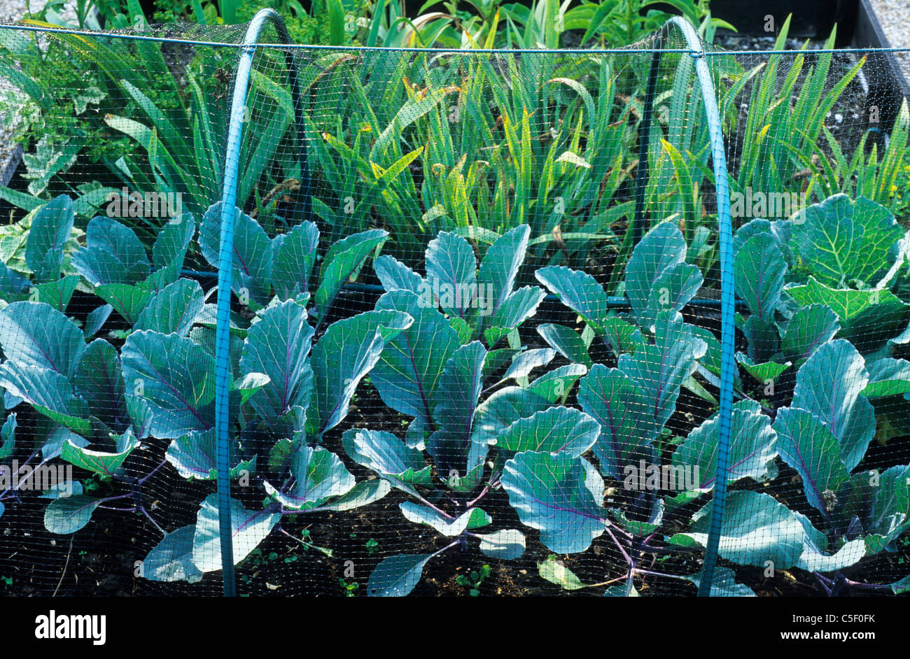 Plantes chou protégés par le cadre en métal et filet de protection oiseaux filets filet choux légumes feuilles légumes images jardin Banque D'Images