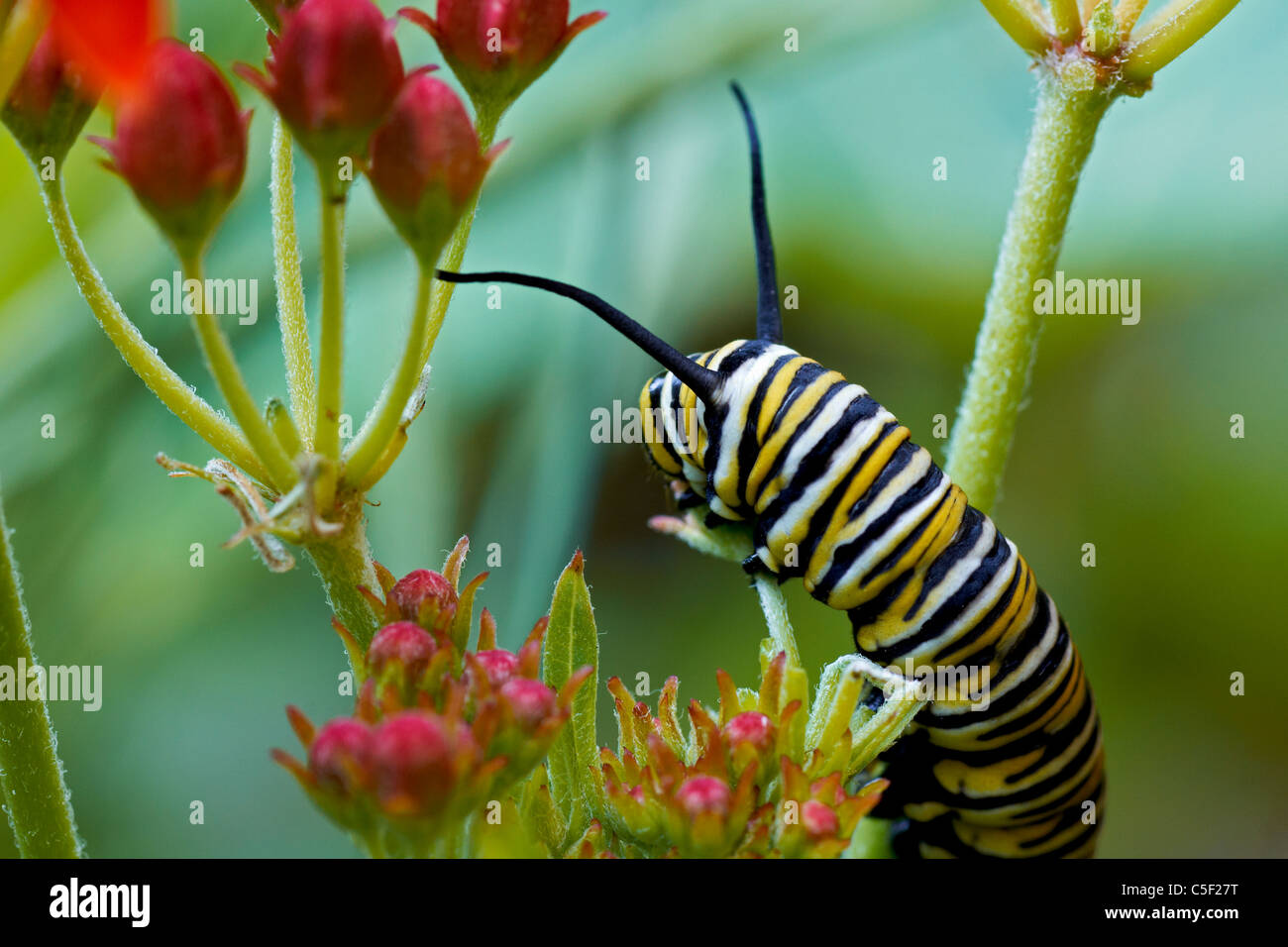 chenille de papillon monarque, oruga mariposa monarca Banque D'Images