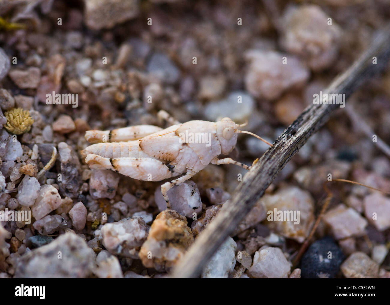 Une nymphe (Xeracris sauterelle Kelso minimus) camouflé sur le gravier du désert - Californie, États-Unis Banque D'Images