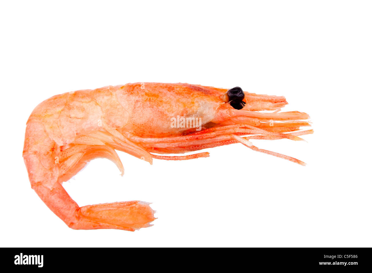 Les crevettes bouillies rose isolé sur fond blanc, macro Banque D'Images