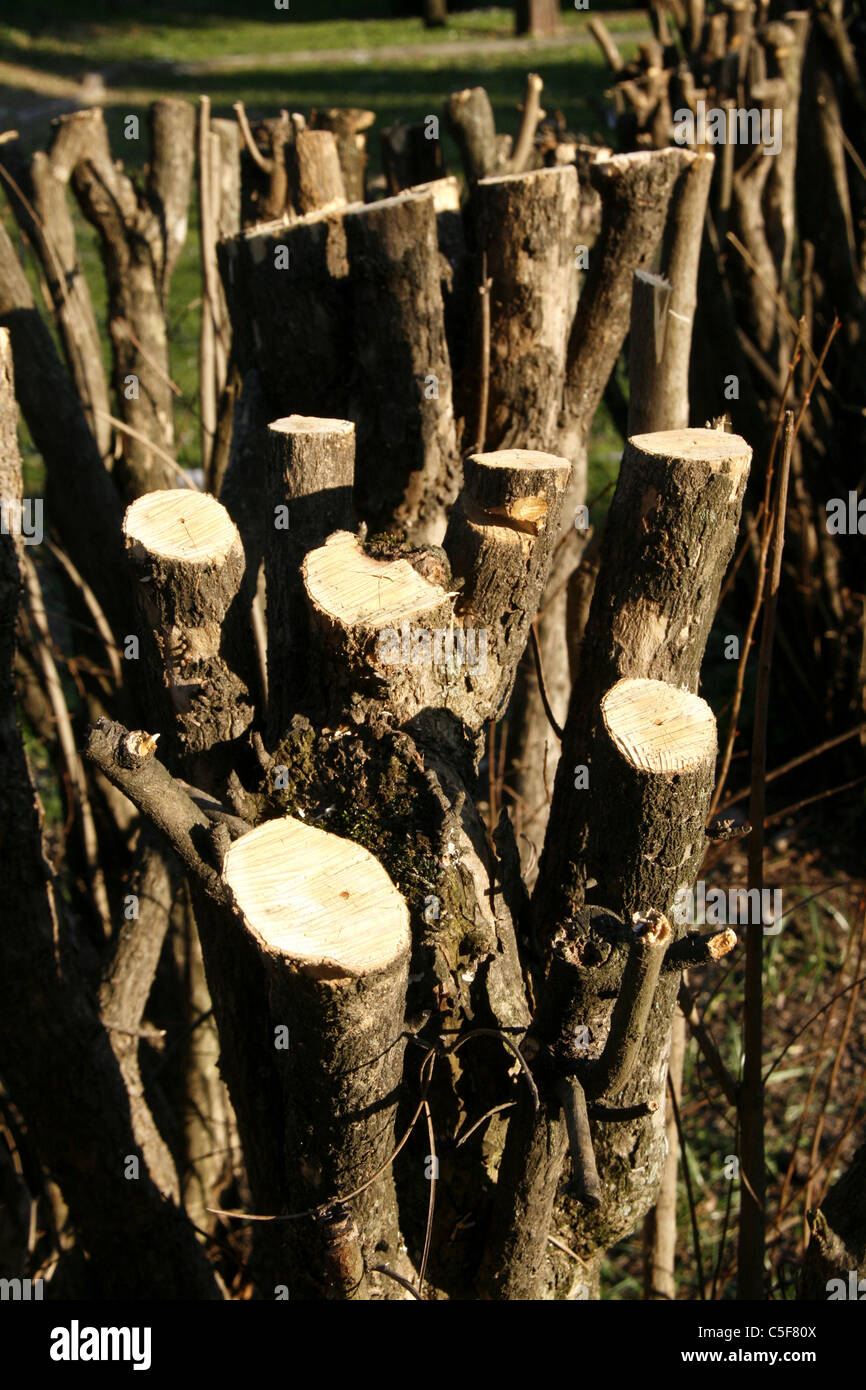 Couper les branches d'arbres Banque D'Images