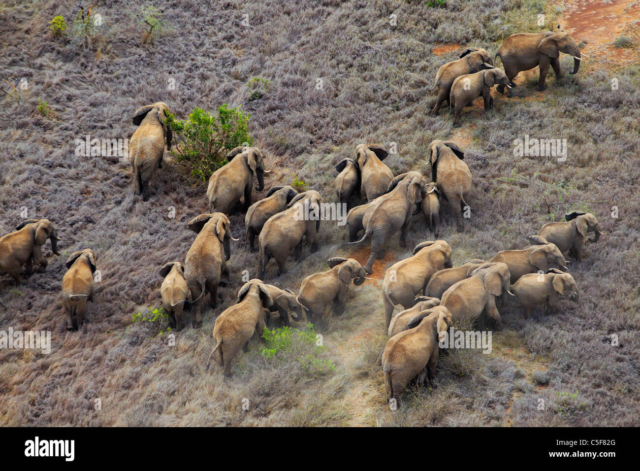 Vue aérienne de l'éléphant africain (Loxodonta africana) au Kenya. Banque D'Images