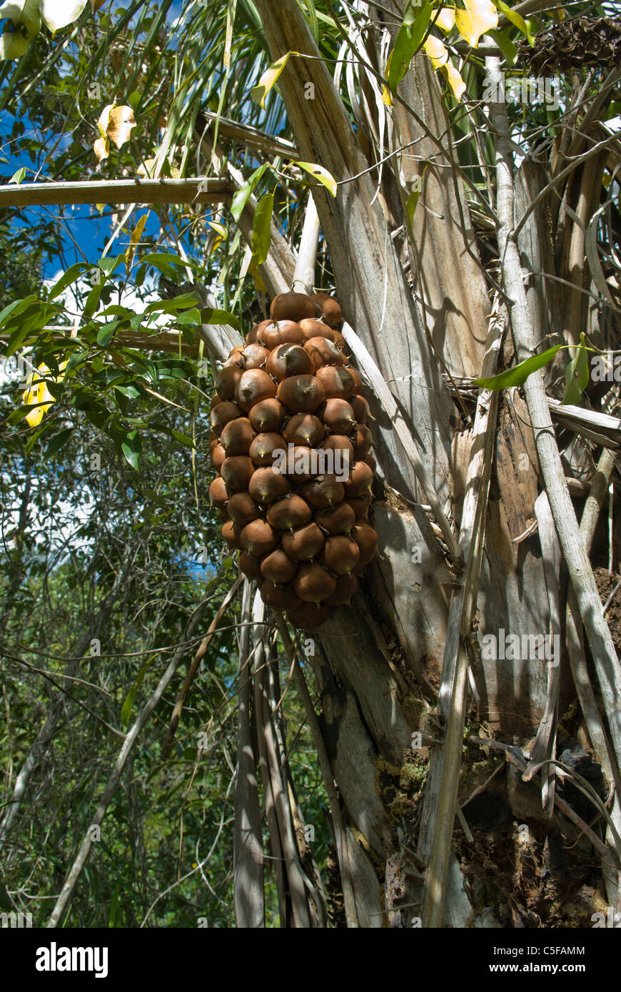 Chapada dos Veadeiros, au Brésil. Palmier babassu (Orbignya speciosa, Attralea speciosa). Banque D'Images