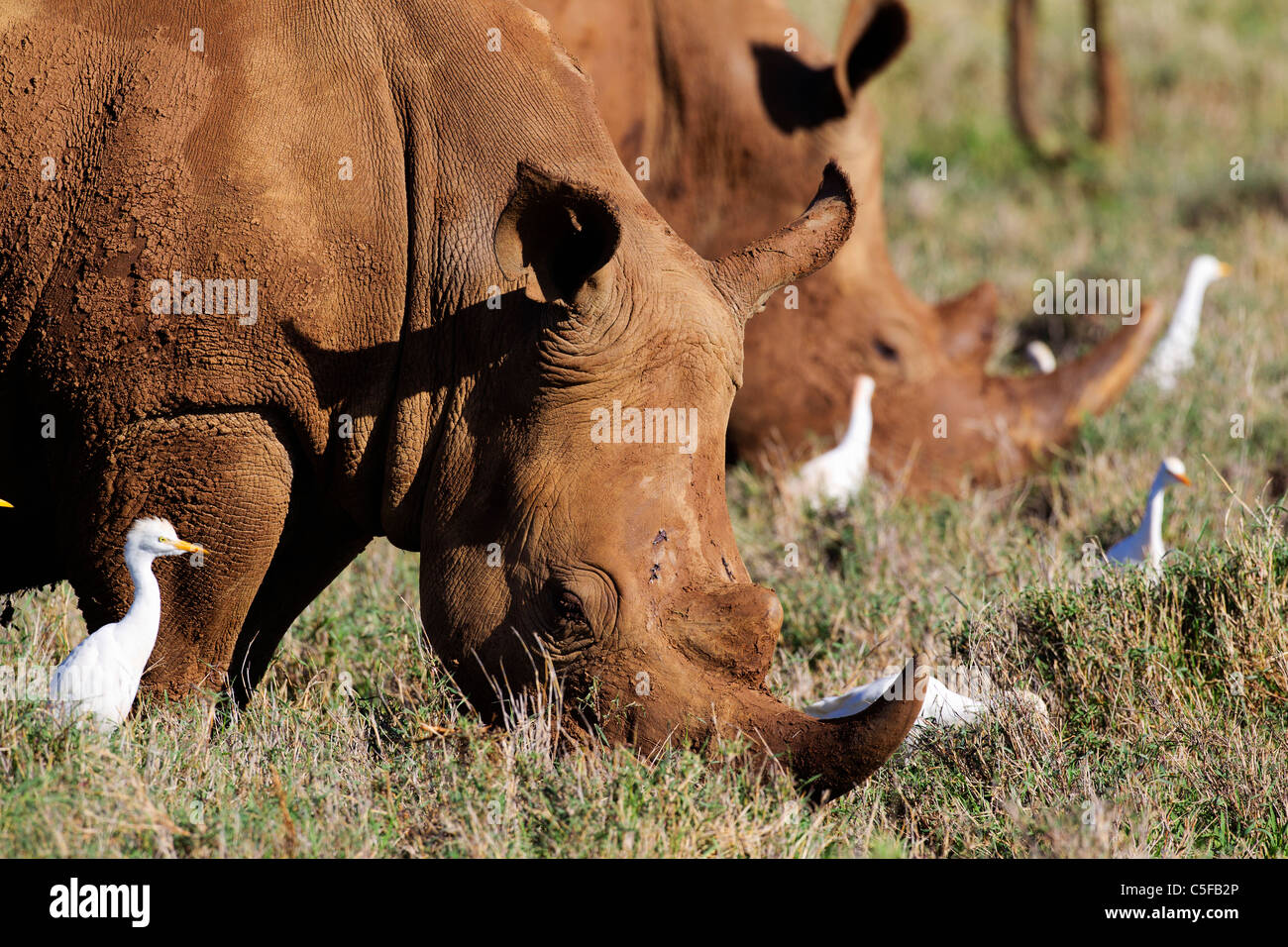 Le rhinocéros blanc (Ceratotherium simum). Kenya Banque D'Images