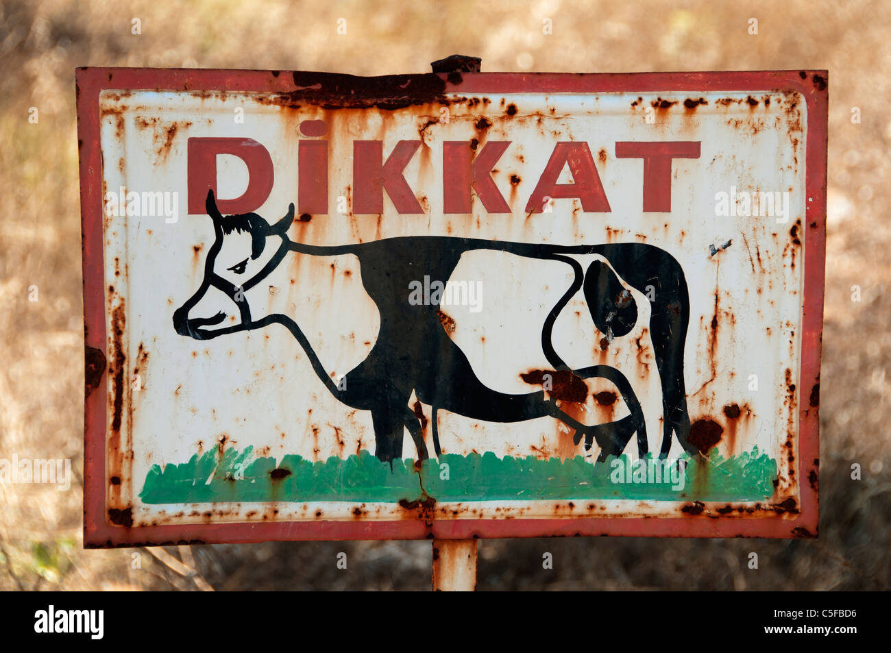 L'attention de ferme vache, agriculteurs sur la Turquie Banque D'Images