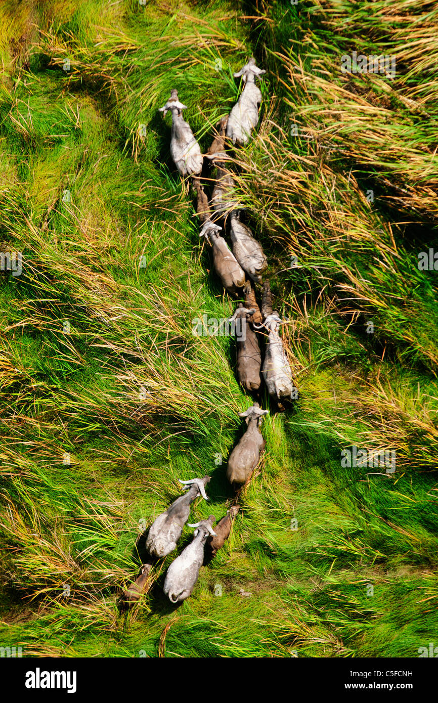 Vue aérienne de buffle (Syncerus caffer) au Kenya. Banque D'Images