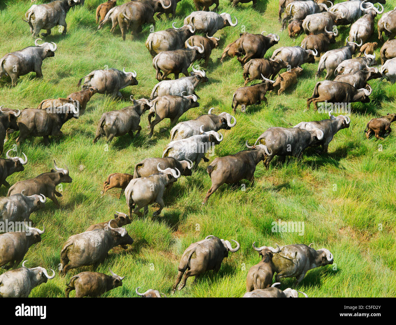 Vue aérienne de buffle (Syncerus caffer) au Kenya. Banque D'Images Vue aérienne de buffle (Syncerus caffer) au Kenya. Banque D'Images