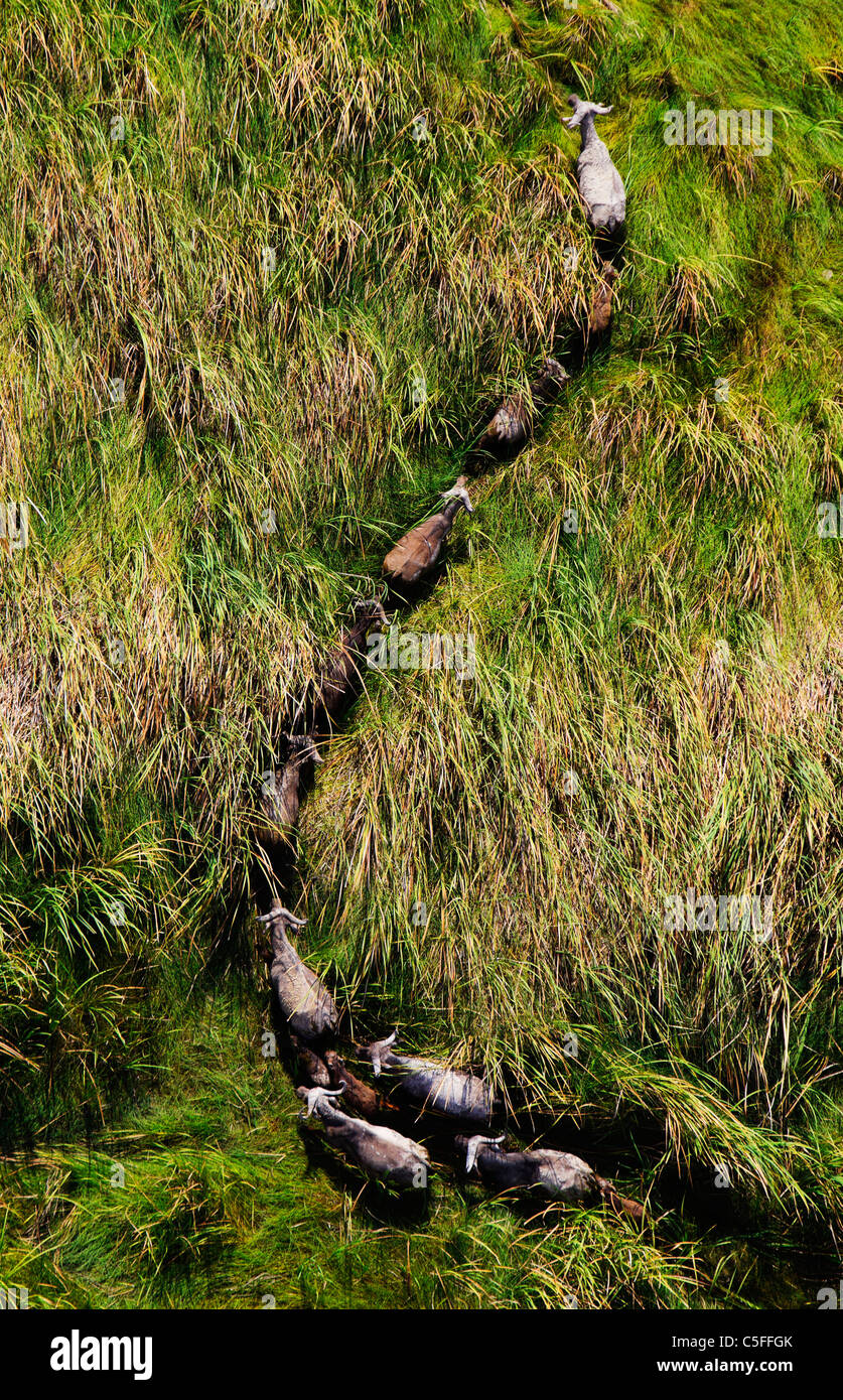 Vue aérienne de buffle (Syncerus caffer) au Kenya. Banque D'Images