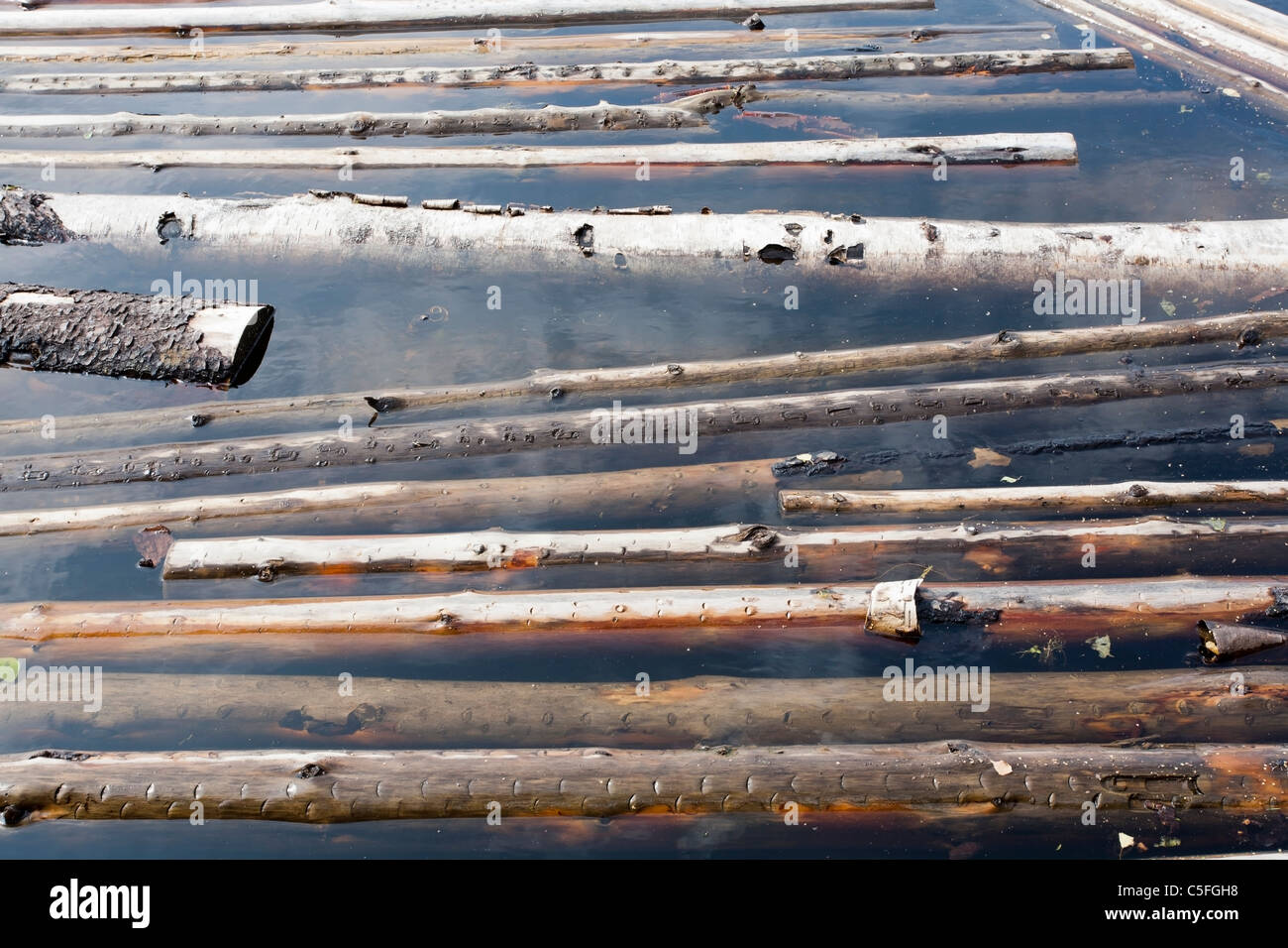 Bois perdus dans le lac flottante, Finlande Banque D'Images