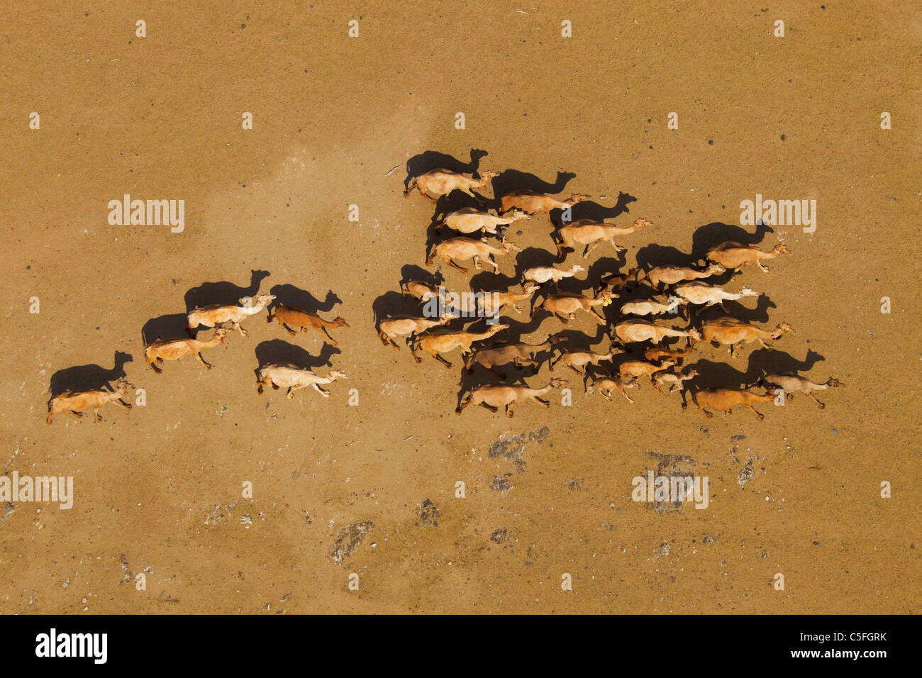 Vue aérienne de chameaux (Camelus dromedarius) dans le désert de Chalbi. Kenya Banque D'Images