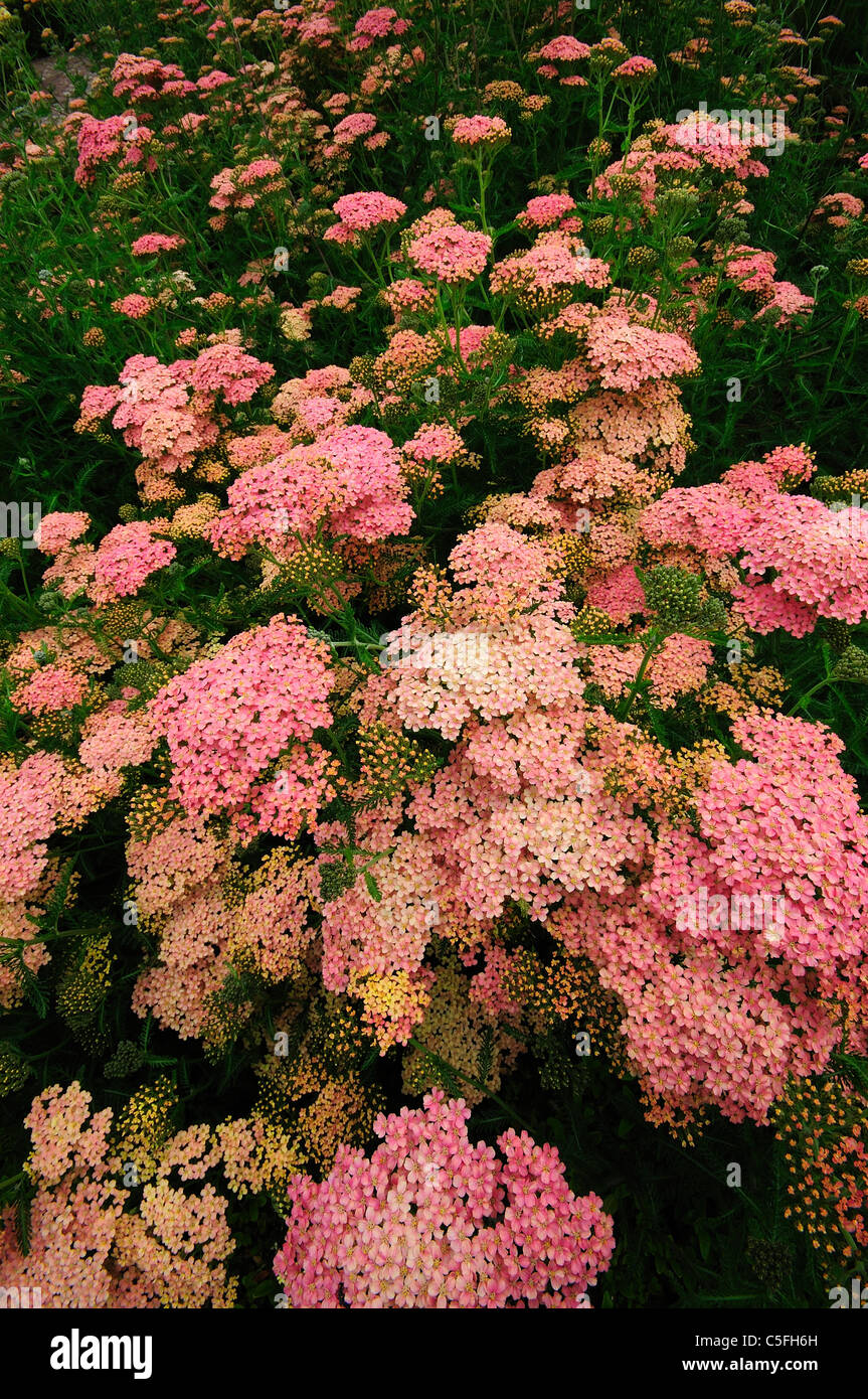 Un lit de pinky achillea dans un chalet jardin UK Banque D'Images