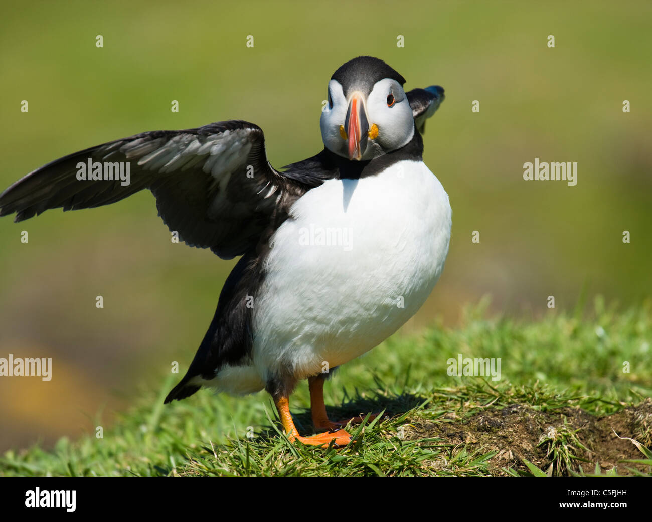 Macareux moine, Fratercula arctica, UK. Banque D'Images