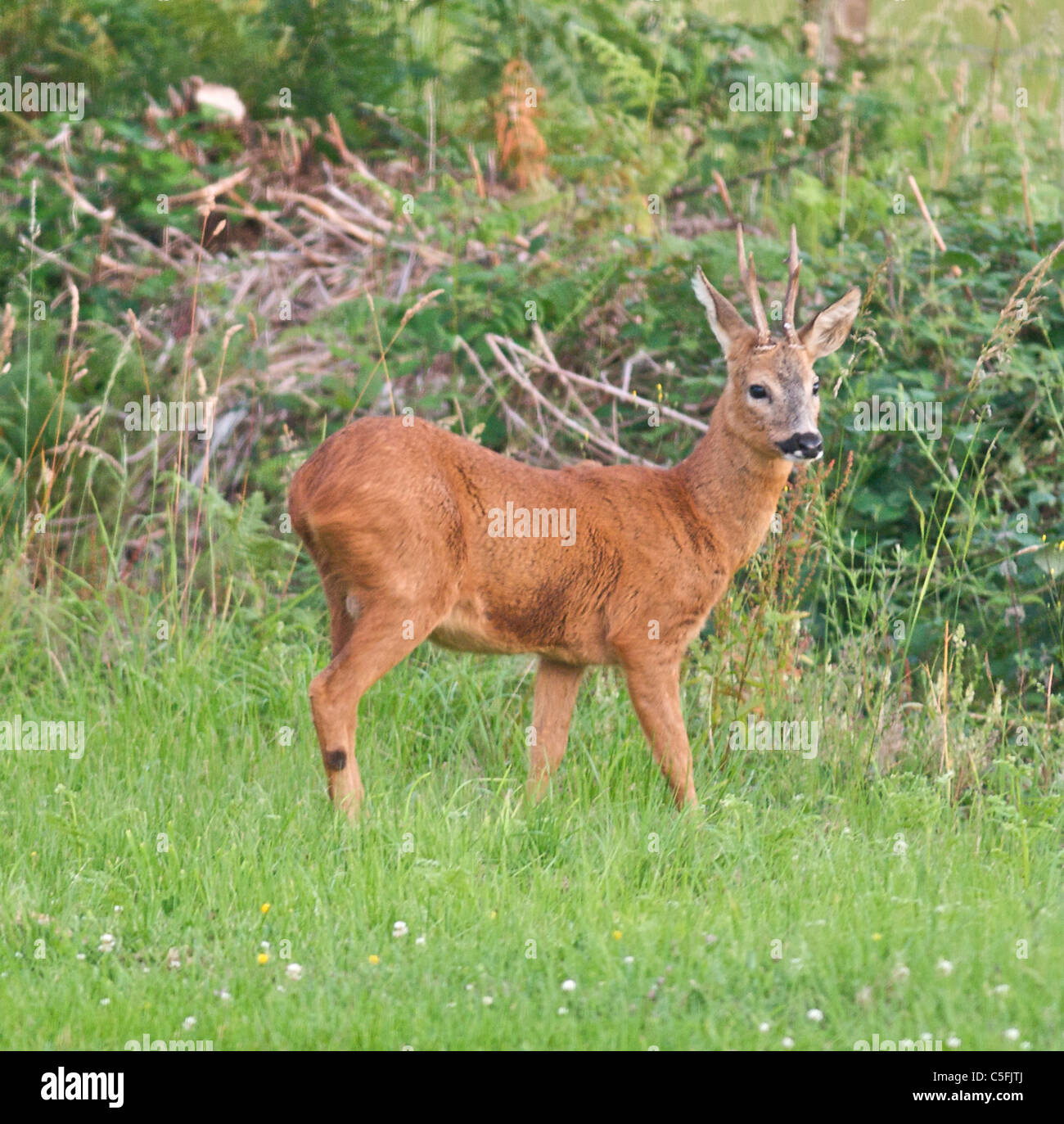 C'est un wild Roe Buck - le mâle de l'espèce de deer Banque D'Images