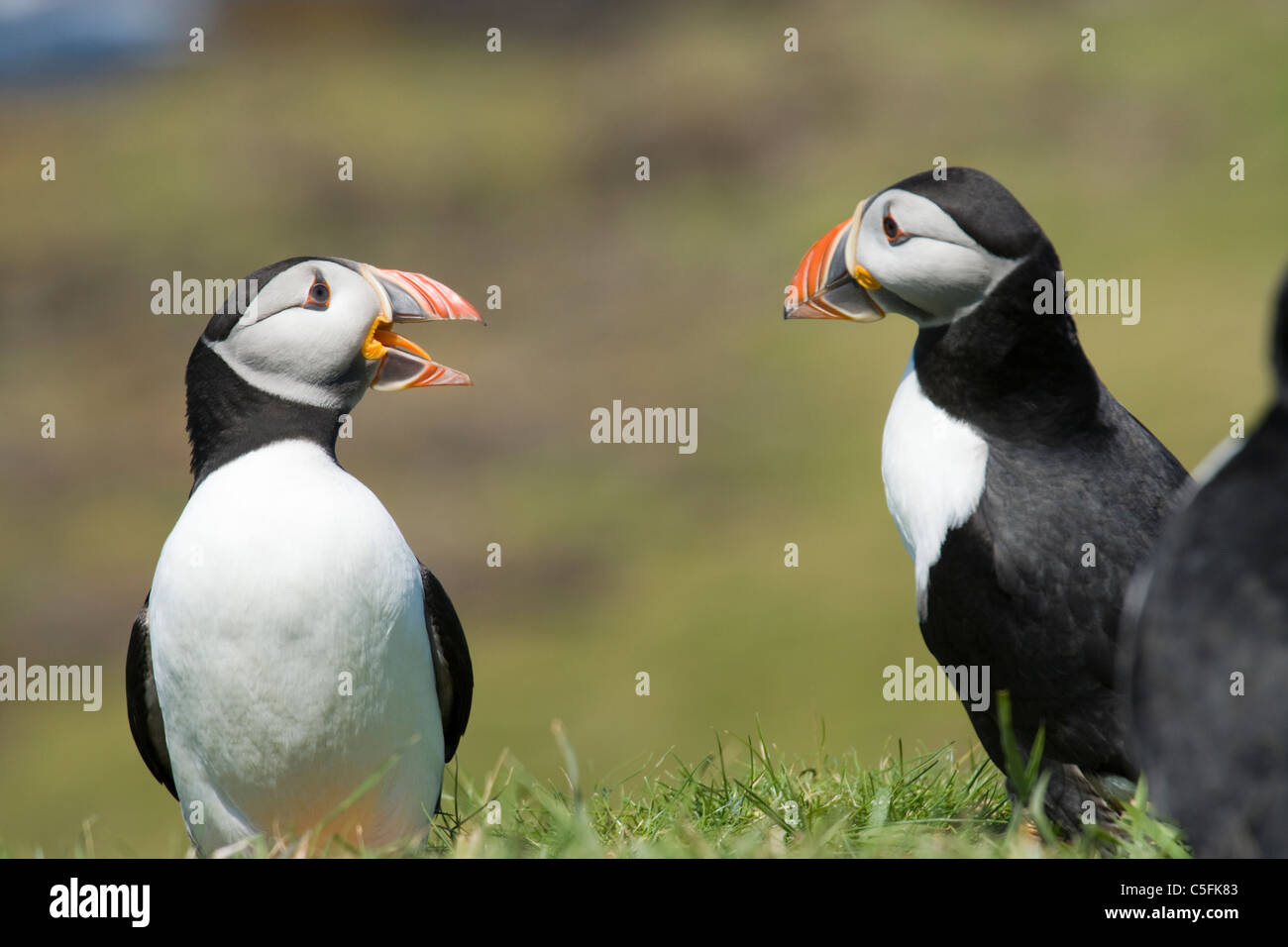 Macareux moine, Fratercula arctica, UK. Banque D'Images
