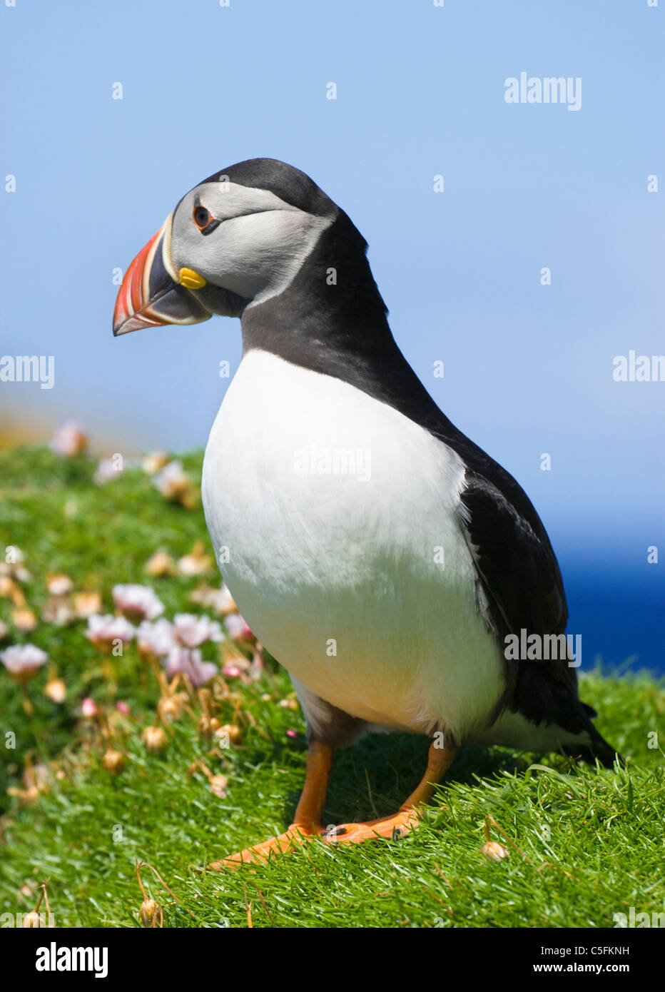 Macareux moine, Fratercula arctica, UK. Banque D'Images