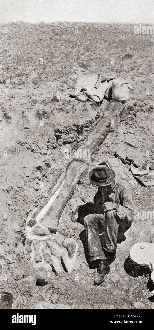Première découverte de la longue patte du dinosaure Diplodocus, par Henry Fairfield Osborn en 1898 Banque D'Images