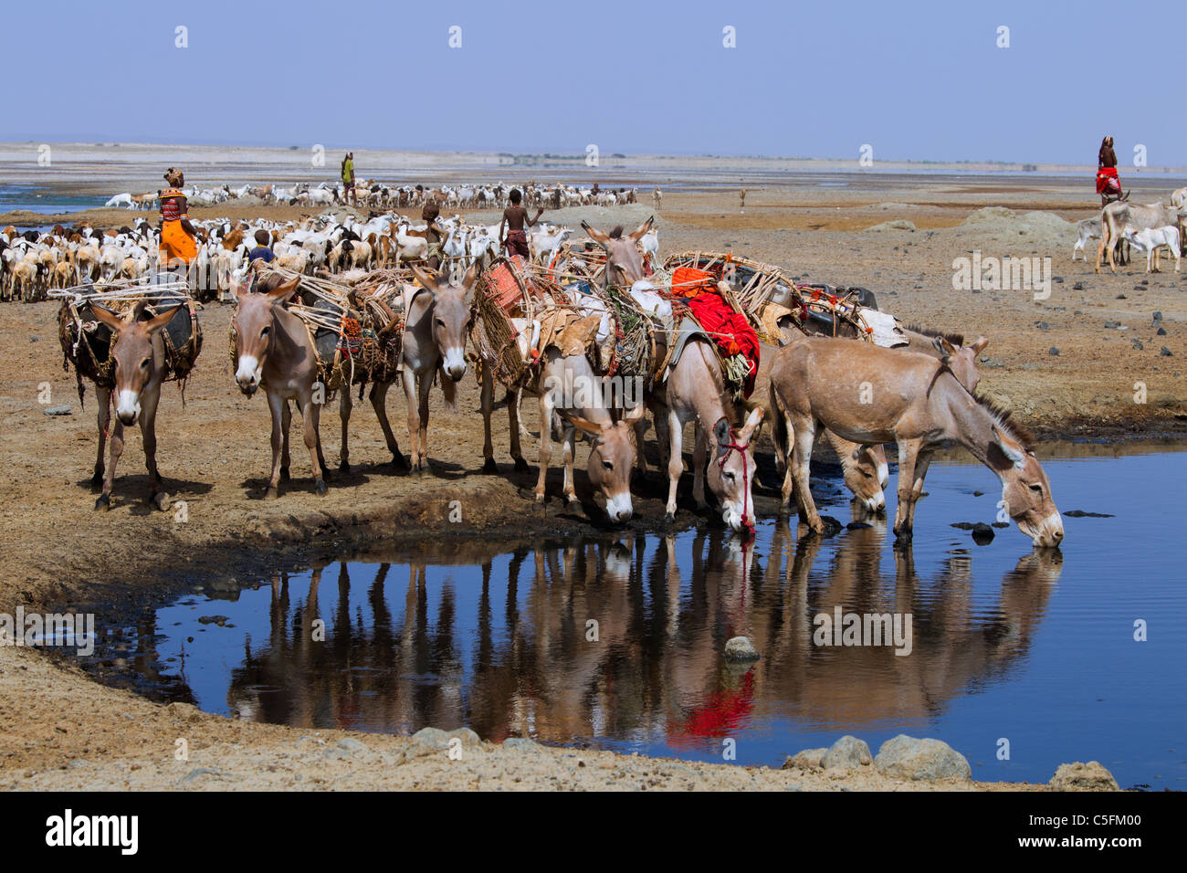 Les chèvres et les ânes,chameaux au Koroli Springs dans le désert de Chalbi au nord du Kenya près de la frontière avec l'Ethiopie. Kenya Banque D'Images