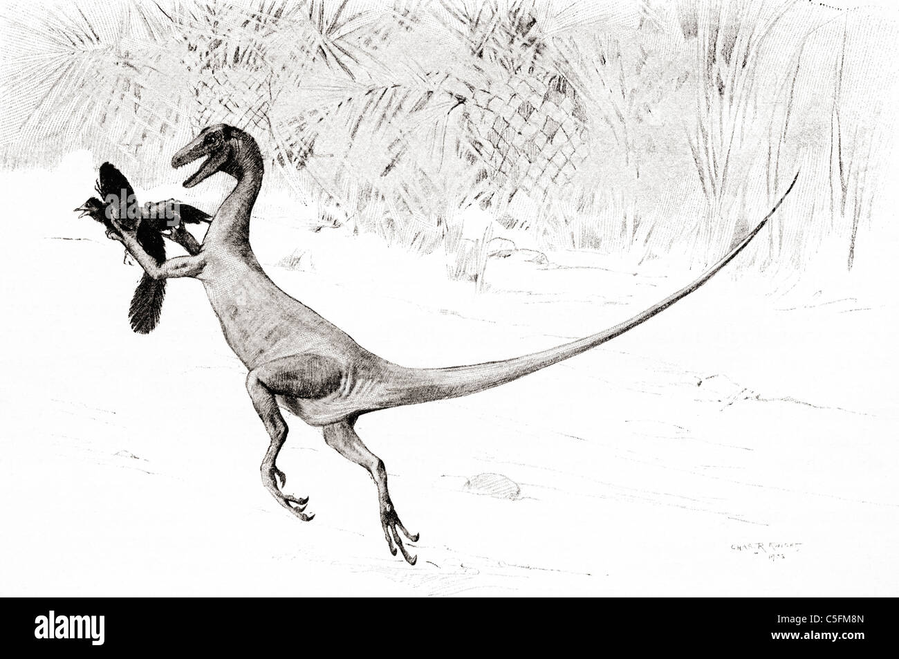 La "Capture d'oiseaux' Ornitholestes dinosaure dans la loi d'attraper l'oiseau jurassique, Archaeopteryx, Banque D'Images