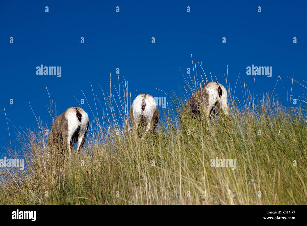Cerf de queue noire Banque D'Images