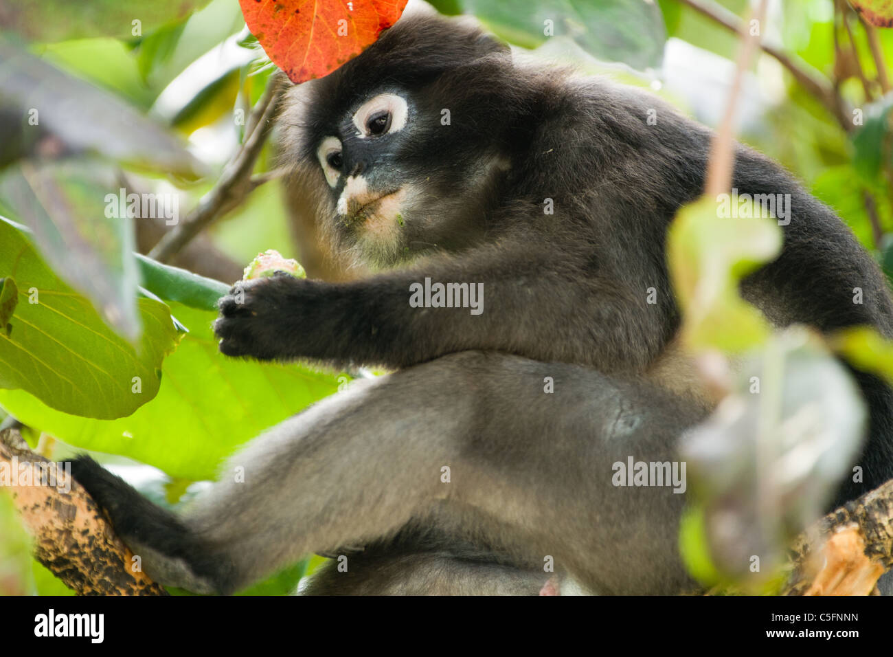 Feuille sombre des monkey sitting on tree branch, Thaïlande Banque D'Images