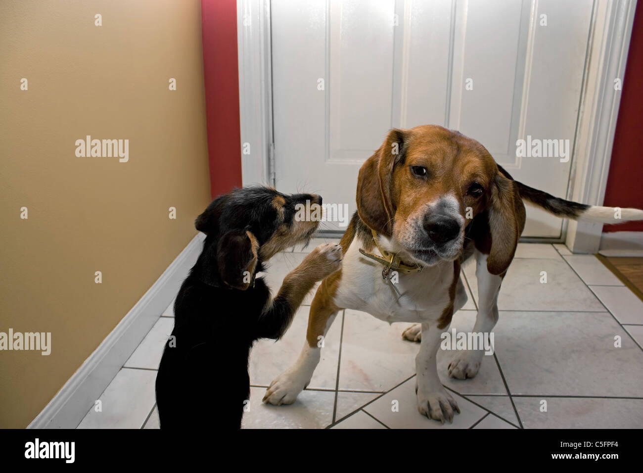 Deux jeunes chiens jouer combats à l'intérieur. Le chiot va pour le beagles les oreilles. Banque D'Images
