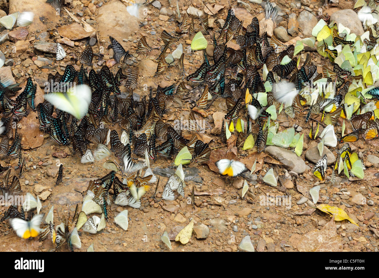 De nombreux papillons tropicaux papilionidae pieridae et collecte d'eau sur le sol, le parc national de Kaeng Krachan, Thaïlande Banque D'Images