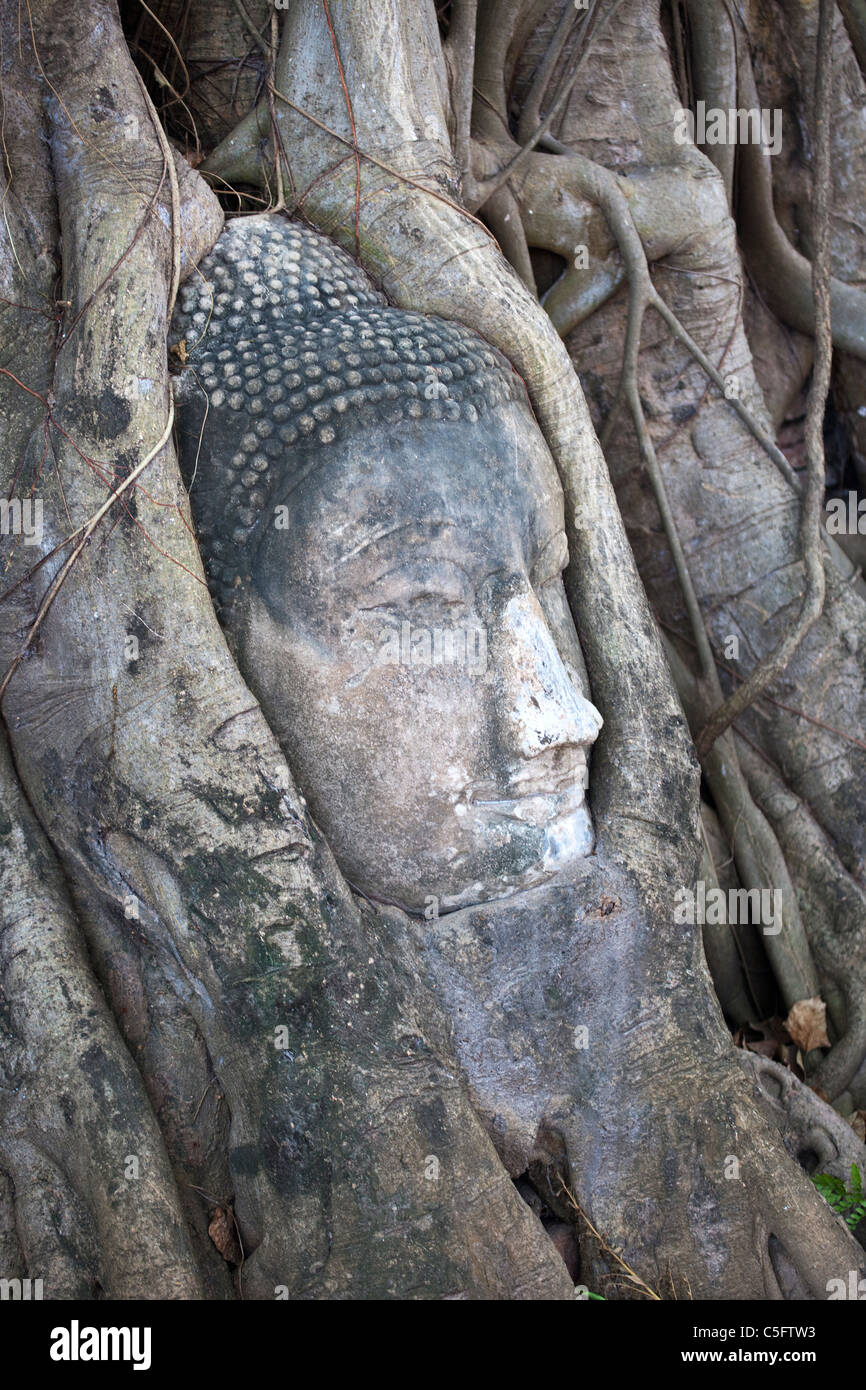 Bouddha tête coincée dans les racines, Wat Phra Mahathat, Ayuthaya, Thaïlande Banque D'Images