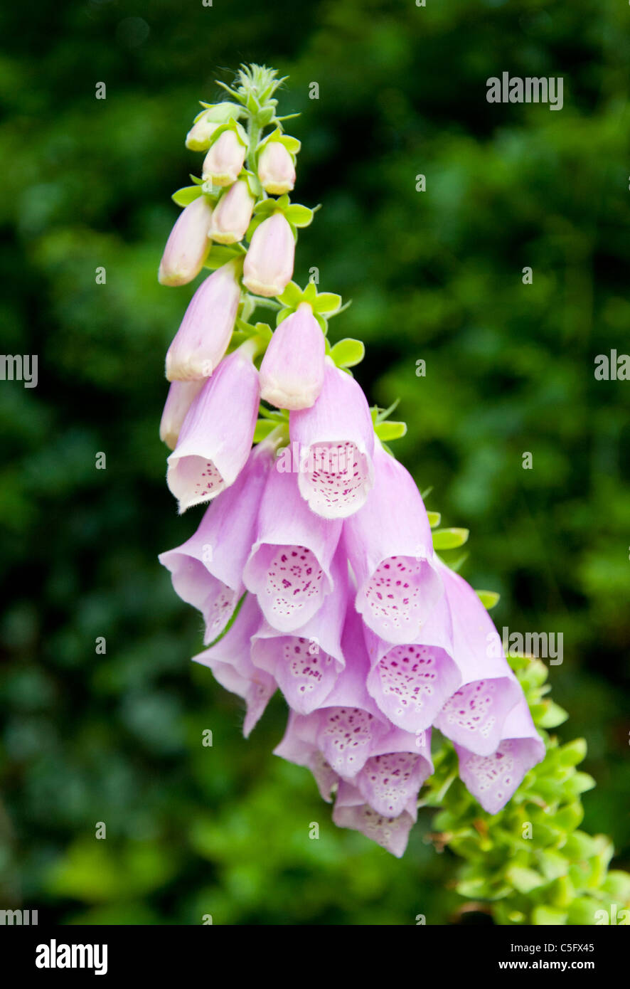 Une politique commune de la digitale pourpre (Digitalis purpurea) croissant dans le Yorkshire. Banque D'Images