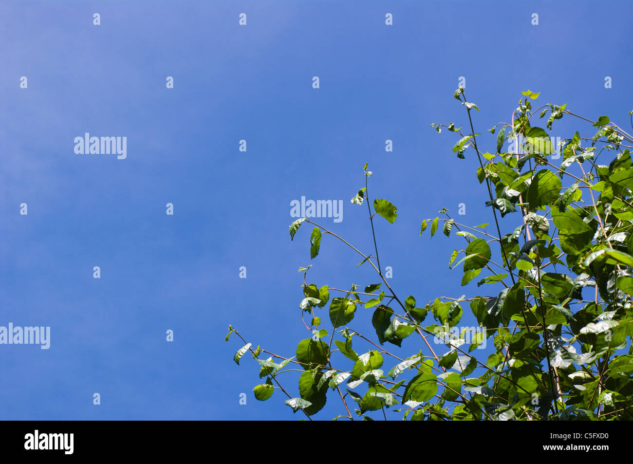 Étendue de l'été bleu ciel avec des feuilles vertes de bouleau arbre en premier plan Banque D'Images