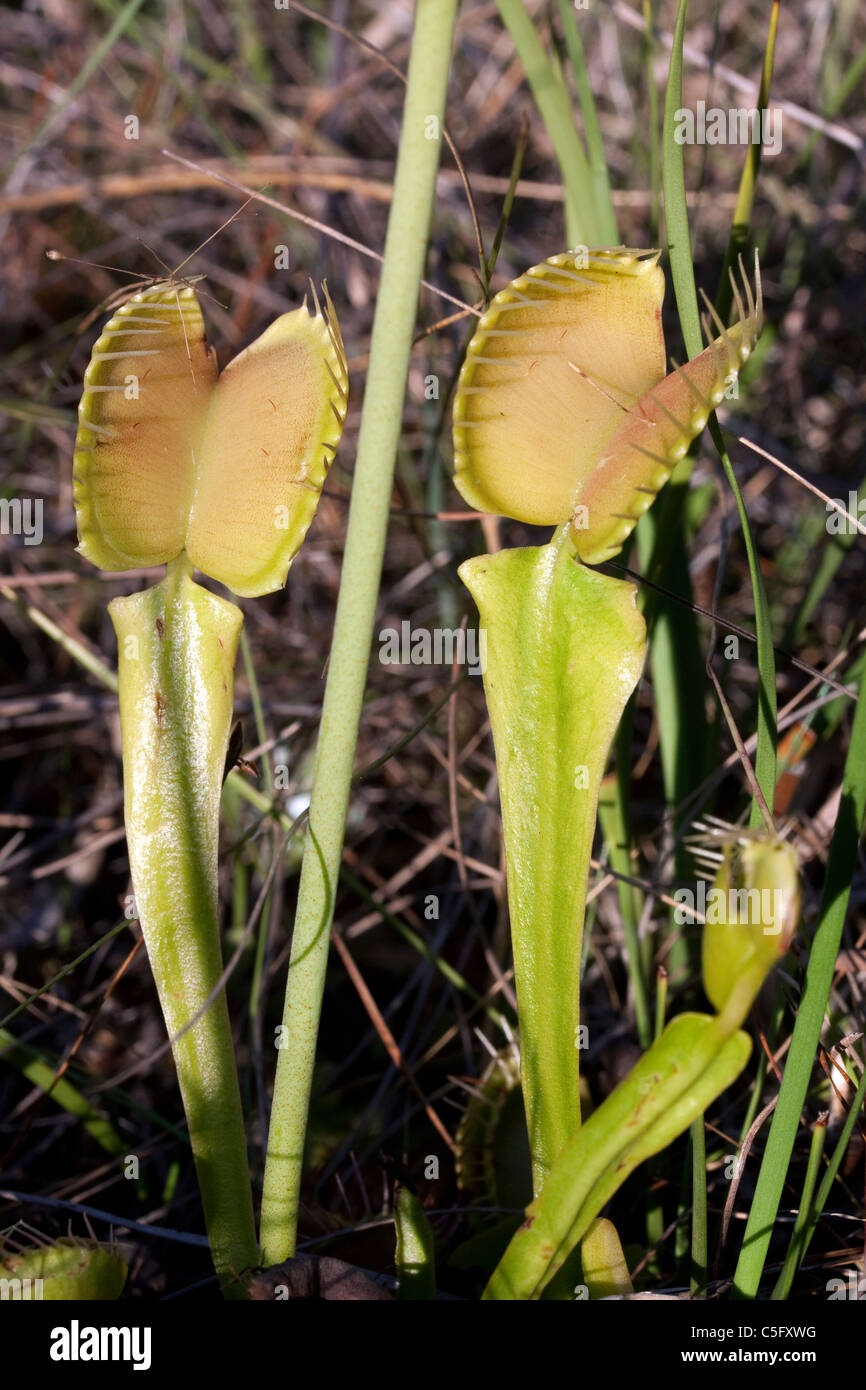 Dionaea muscipula Dionée pièges ouvert sud-est des États-Unis d'photographié dans l'habitat naturel Banque D'Images