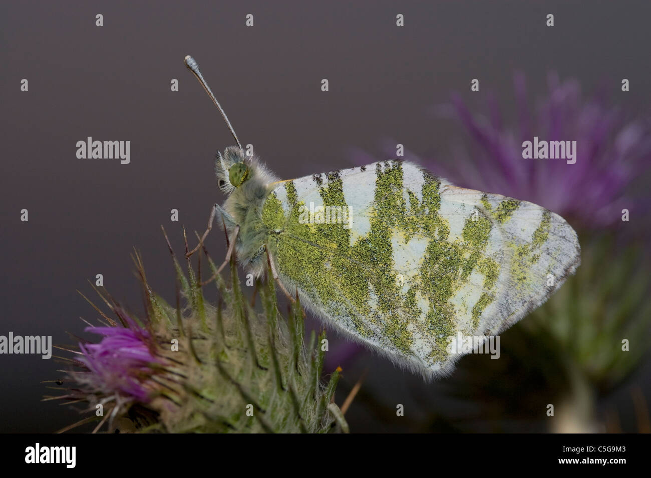 Green-Striped (Euchloe belemia blanc papillon) Banque D'Images