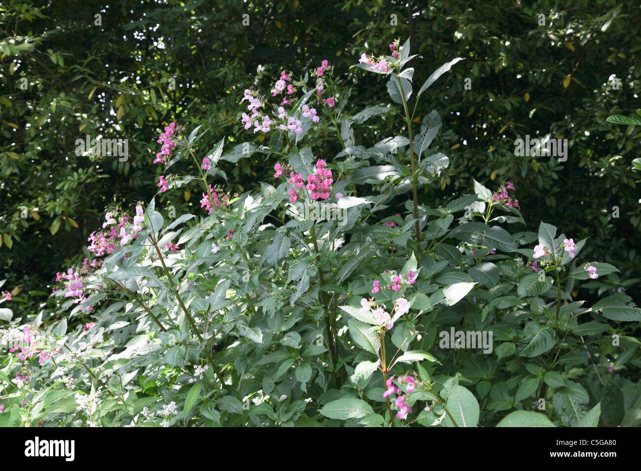 Balsamine de l'Himalaya indien, sapin baumier, jumping jack, Impatiens glandulifera casque de policier Banque D'Images