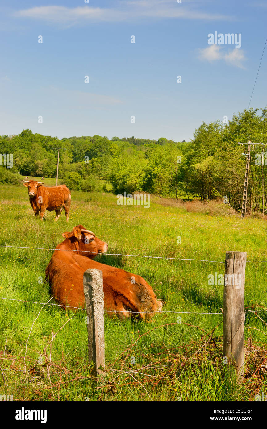 Brown vache Montbéliarde comme race typique en France Banque D'Images