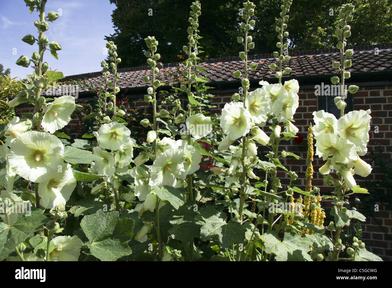 Roses trémières blanches Banque de photographies et d'images à haute  résolution - Alamy