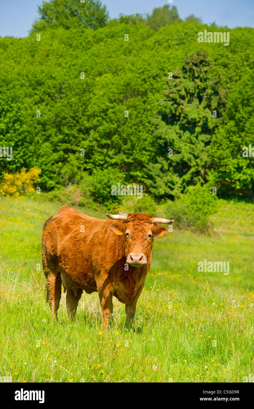 Brown vache Montbéliarde comme race typique en France Banque D'Images