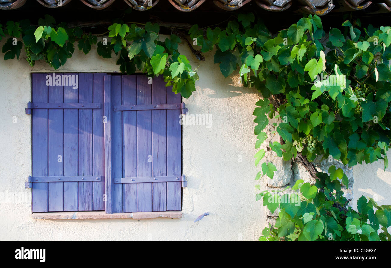 Volets violet et raisin viticulture, Provence, France Banque D'Images
