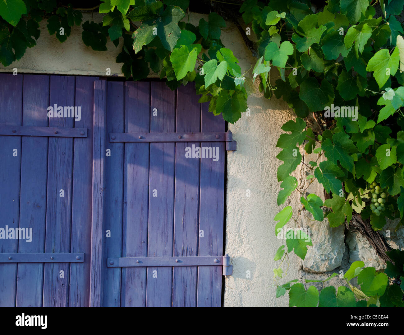 Volets violet et raisin viticulture, Provence, France Banque D'Images