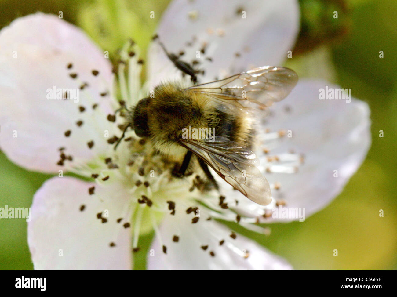 Brown-banded Carder Bee, Bombus humilis, Apidae, Apoidea, Apocrita, Hyménoptères. Banque D'Images