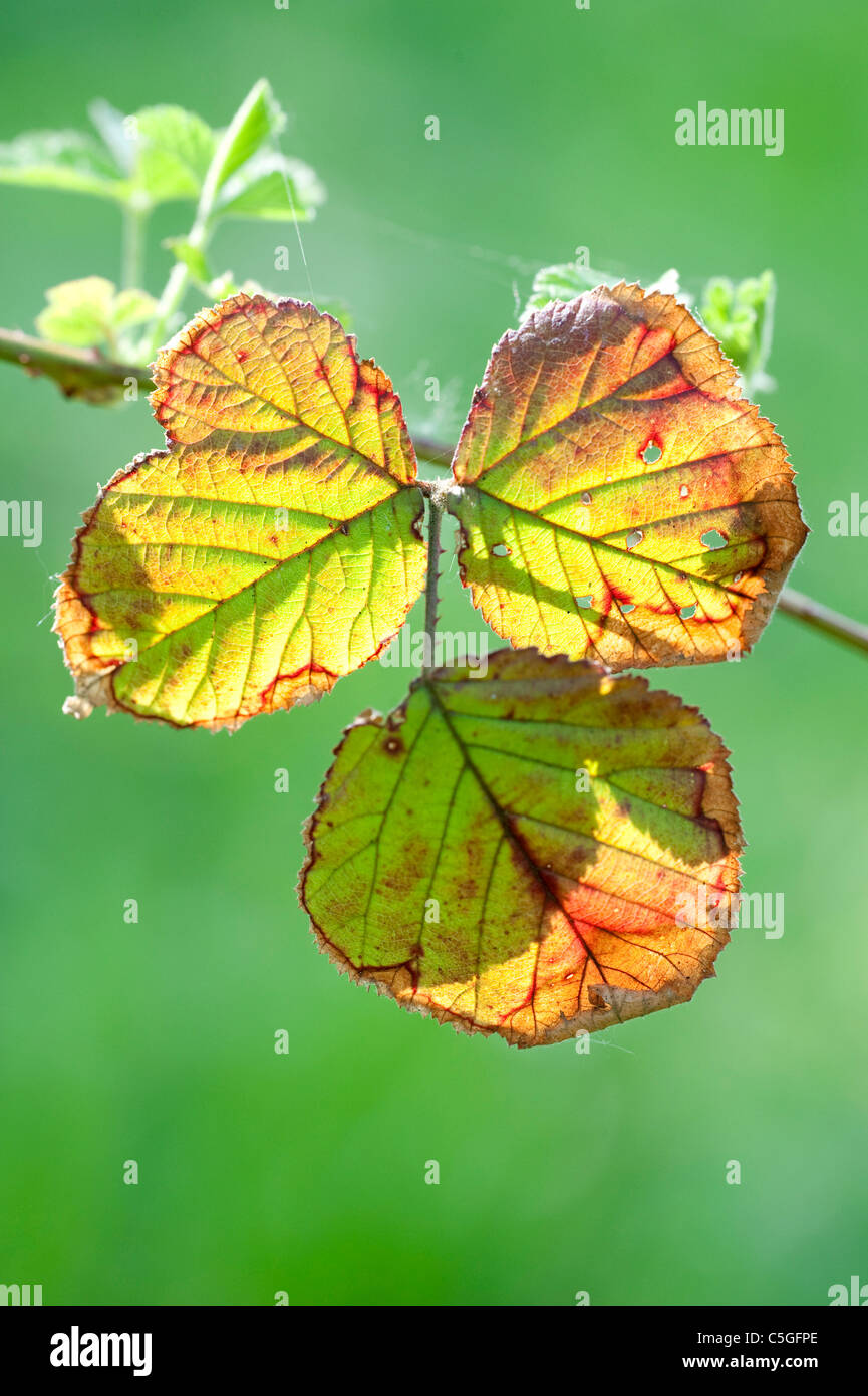 Feuilles Blackberry Bramble Rubus fruticosus UK Banque D'Images