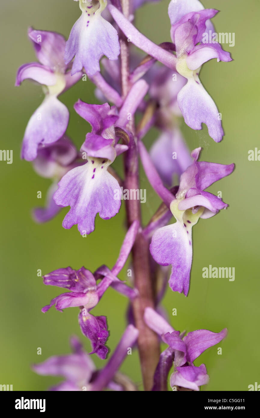 Early Purple Orchid Orchis mascula Stockbury Woodland Hill Kent UK Banque D'Images