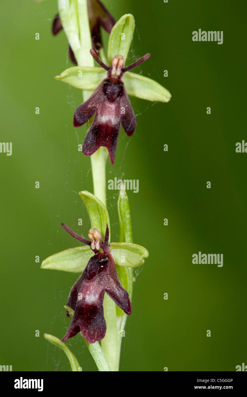 Ophrys insectifera Fly Orchid Yockletts Bank UK Banque D'Images