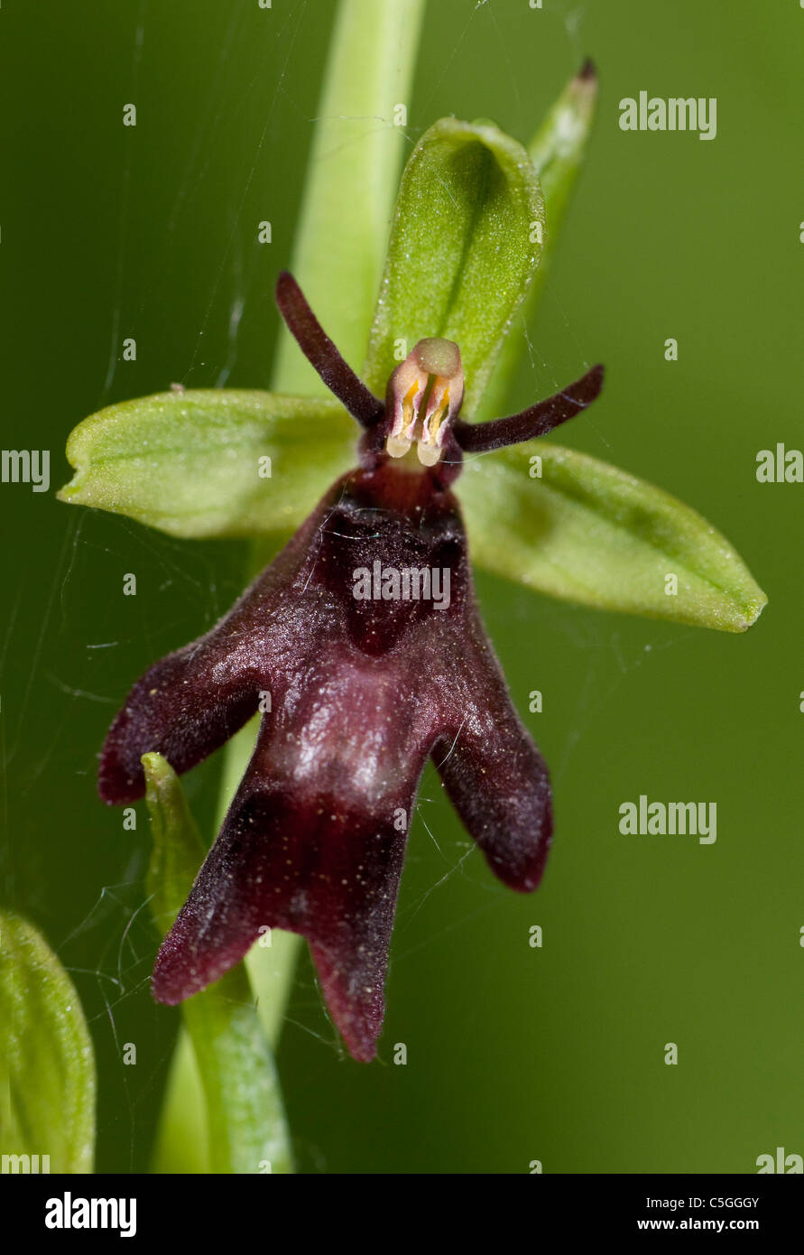 Ophrys insectifera Fly Orchid Yockletts Bank UK Banque D'Images