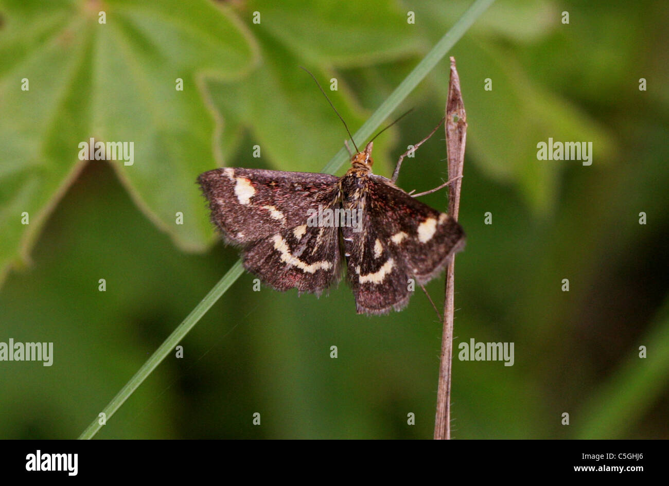 Papillon, de menthe Pyrausta aurata, famille des lépidoptères,. Un jour battant papillon museau dans l'herbe. Banque D'Images