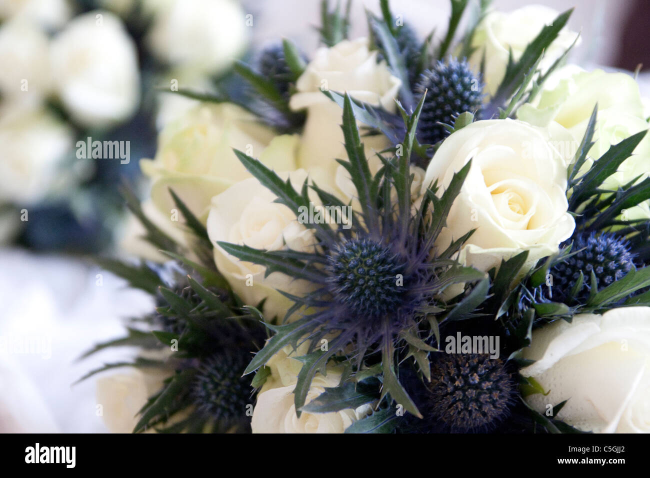 Fleurs de chardon bleu avec des roses Banque de photographies et d'images à  haute résolution - Alamy