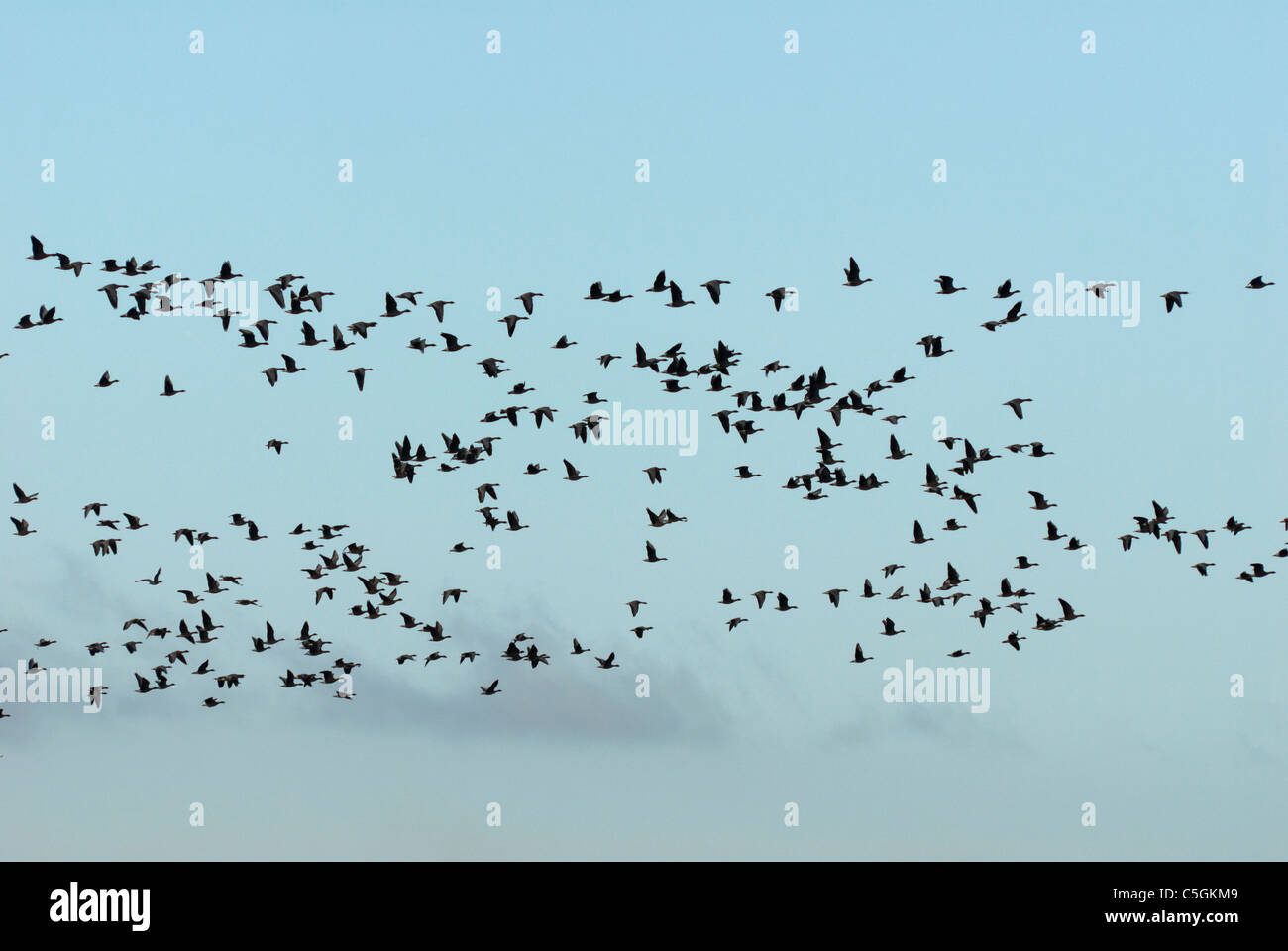 Nuée d'oiseaux - oies en vol Banque D'Images