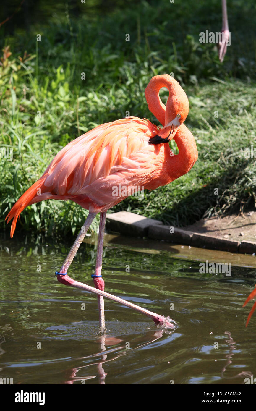 flamant rose Banque D'Images